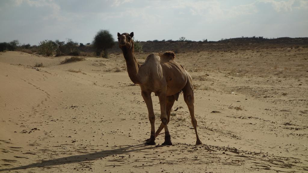 Gajanand Guest House Jaisalmer Bagian luar foto